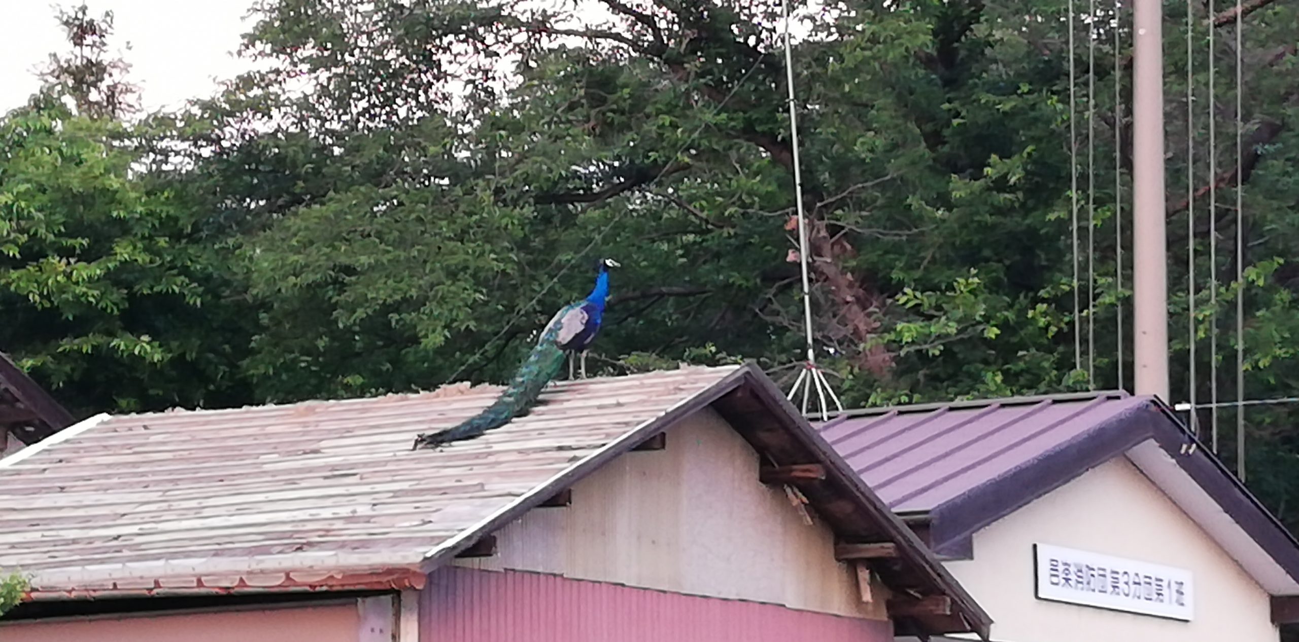 長柄神社にはまだ孔雀が居るようで